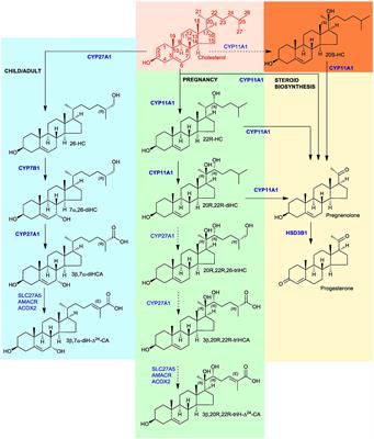 Identification of unusual oxysterols biosynthesised in human pregnancy by charge-tagging and liquid chromatography - mass spectrometry